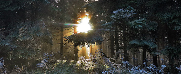 Thüringer Wald am Rennsteig (Foto: Brigitte Günkel)