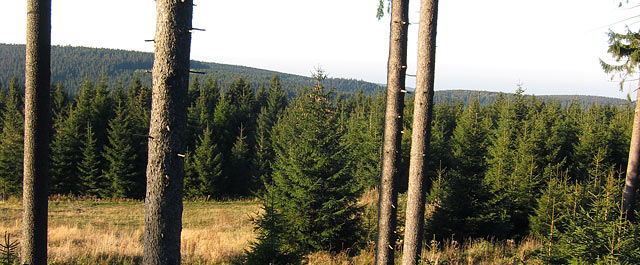 Thüringer Wald (Foto: Brigitte Günkel)